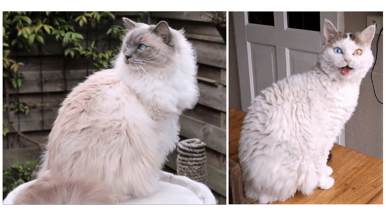 Meowing and Chattering - Cats and Birds | Bowie the Ragdoll Cat & Bella