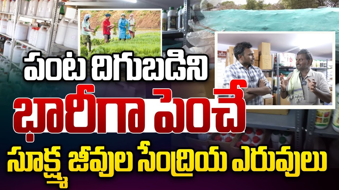 పంట దిగుబడిని భారీగా పెంచే | Microbial organic fertilizers | Raitu Pragogasala | Rythanna Nestam