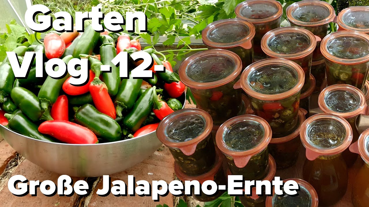 Große Jalapeno-Ernte - GartenVlog 12