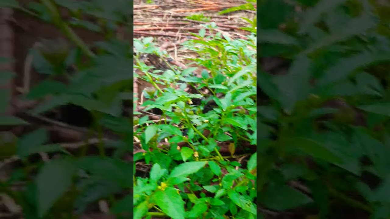 #harvest #farming #goldenberry #keralafarming #kerala #fruit