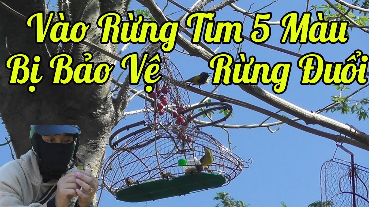 Bẩy Chim Hút Mật 5 Màu Gần Rừng Toàn Chim Dữ | Một Ngày Bội Thu