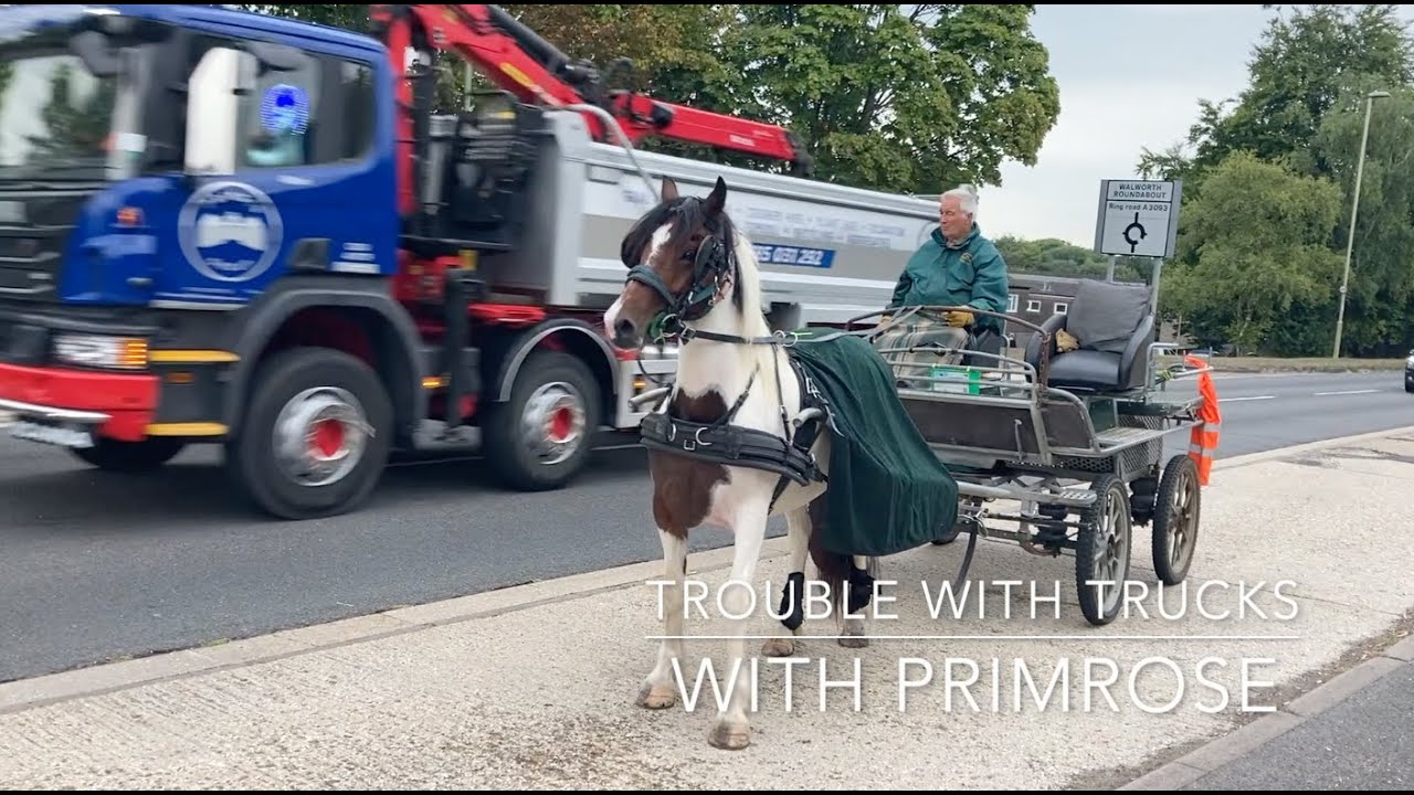 Trouble with Trucks - with Primrose the Cob x Trotter