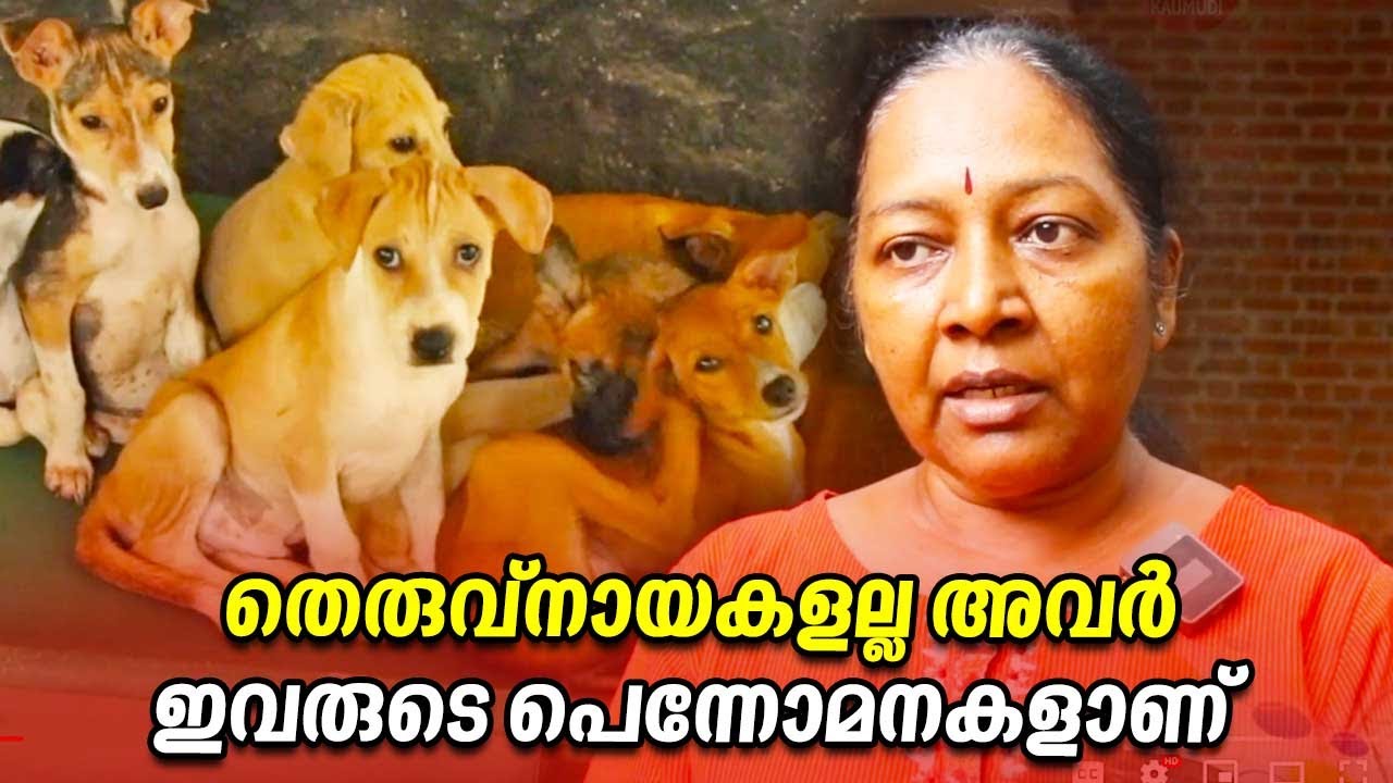 തെരുവ്നായകളല്ല അവര്&zwj;.ഇവരുടെ പൊന്നോമനകളാണ് | People for Animal | Animal Rescue | Trivandrum