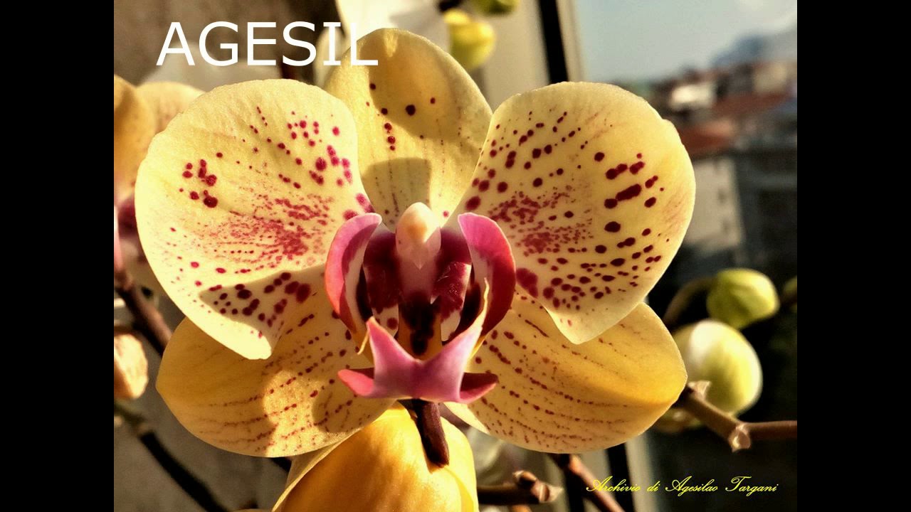 50 sfumature di Orchidee: fotografie dal Gruppo Orchidee Mania.