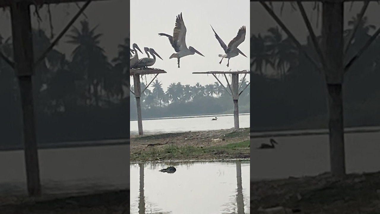 Kolleru Bird Sanctuary 