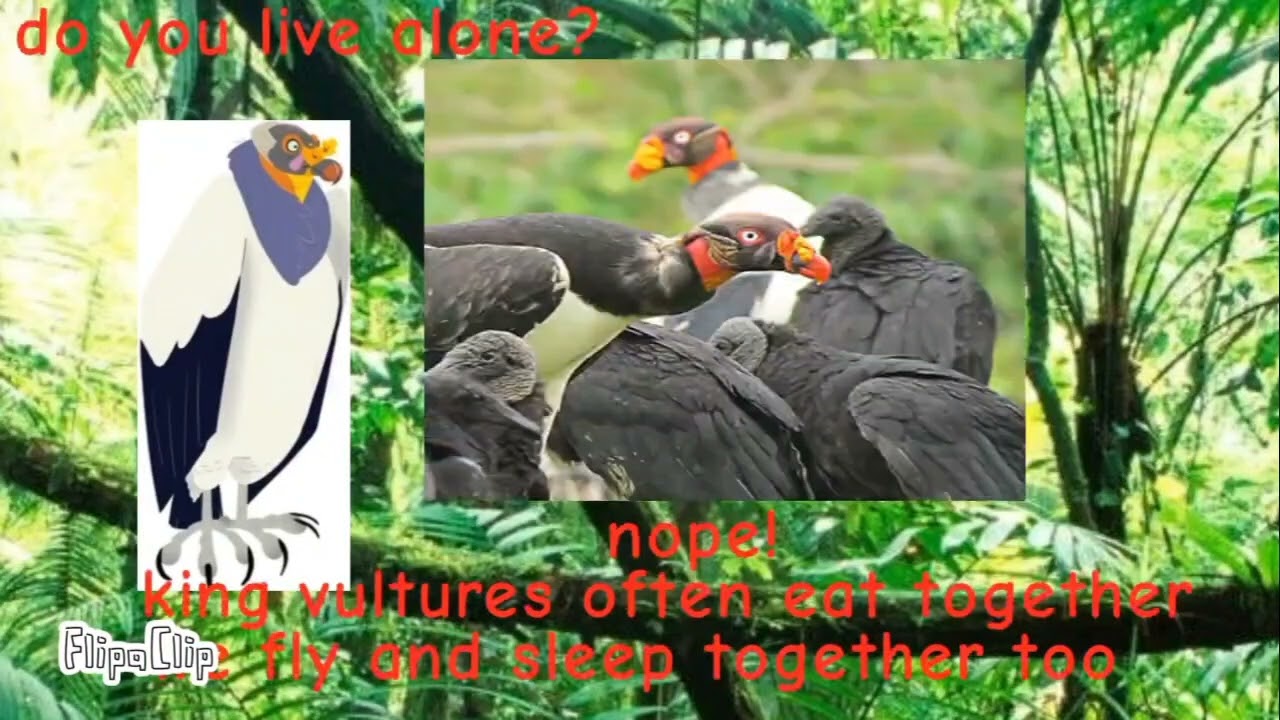 Meet the Animals 285: King Vulture