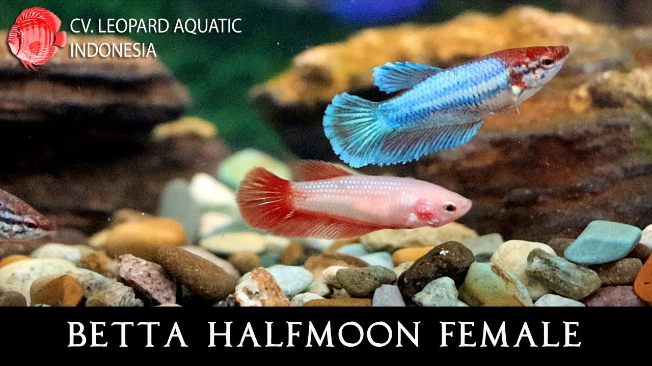 THE TRUSTWORTHY BETTA HALFMOON FEMALE. (Leopard Aquatic J079A)