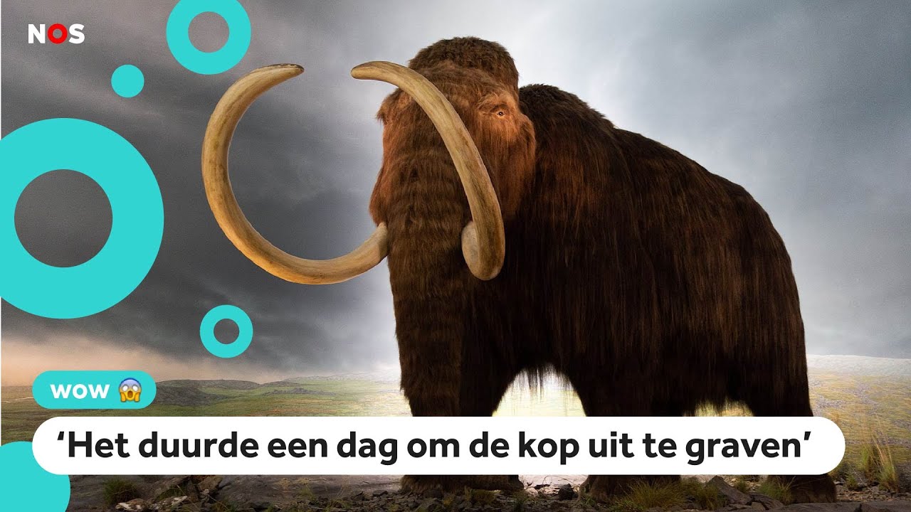 Visser vindt mammoet-skelet van zeker 10.000 jaar oud