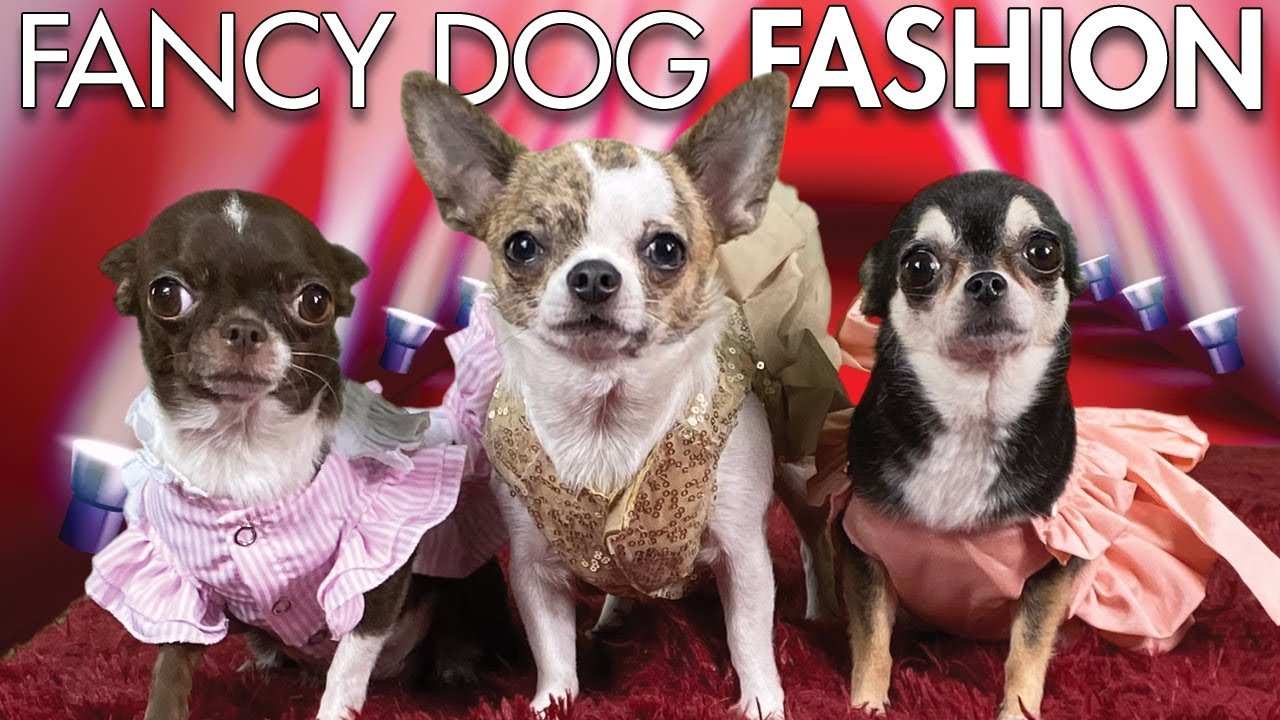 Chihuahua fashion show! Fancy dog dresses! | Sweetie Pie Pets by Kelly Swift
