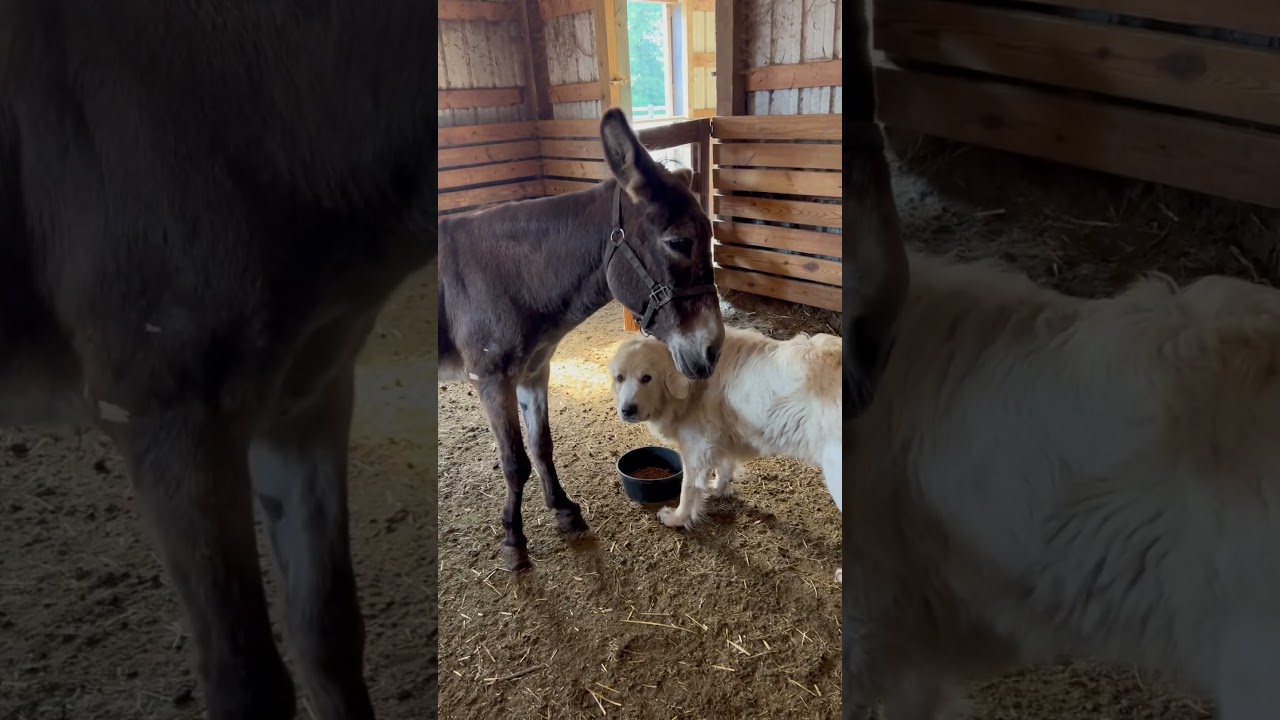 Stubborn donkey
