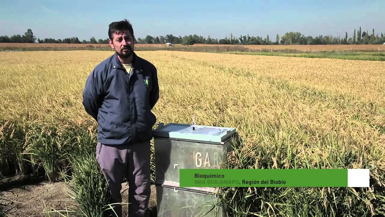 INIA QUILAMAPU - Producción de arroz