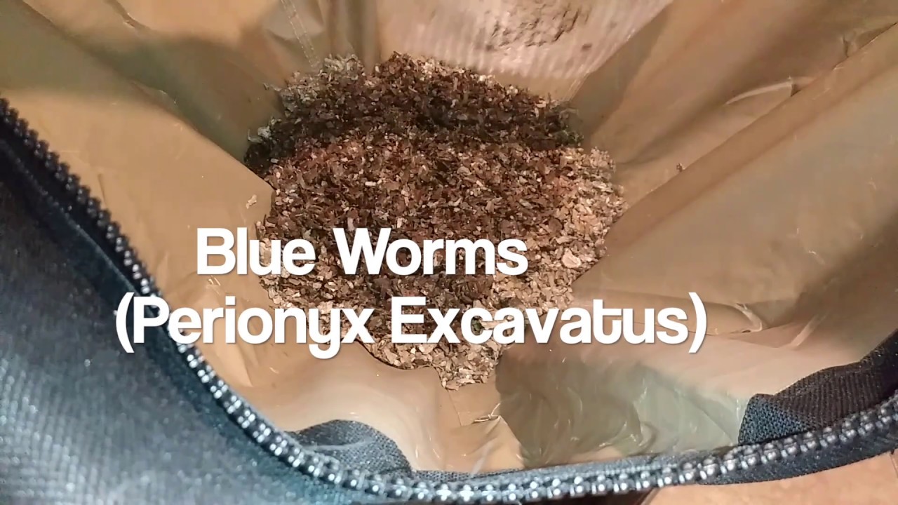 Blue Worms Compost Vermicompost - Perionyx Excavatus - Urban Worm Bag v2 - Ep 4
