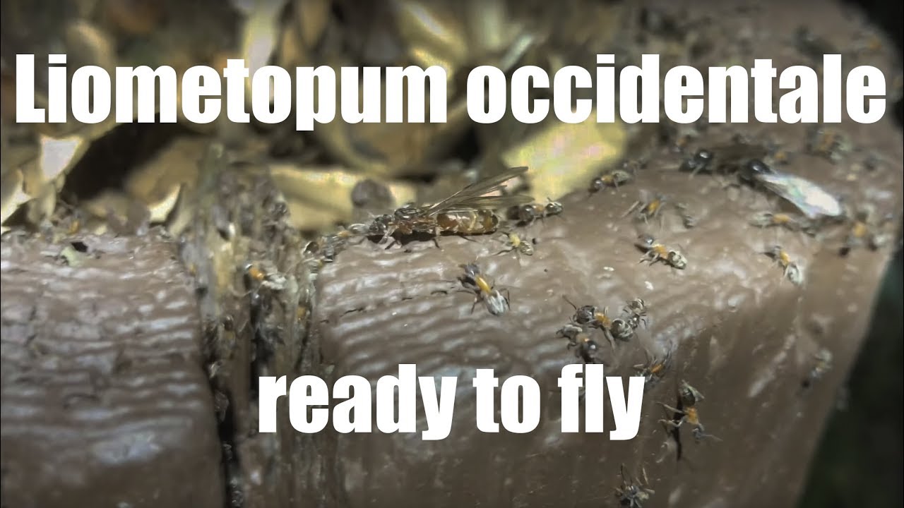 Liometopum occidentale ready to fly