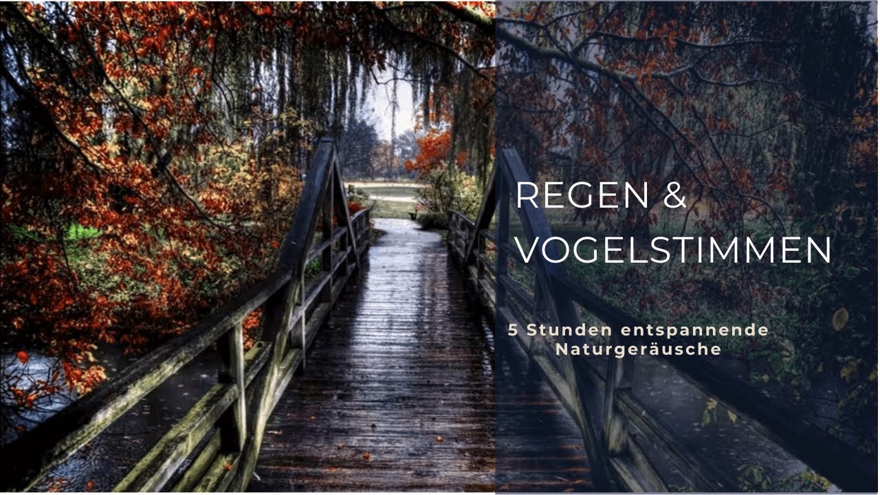 🌲 Sanfter Waldregen mit Vogelgesang | 5 Stunden Natürliche Entspannung