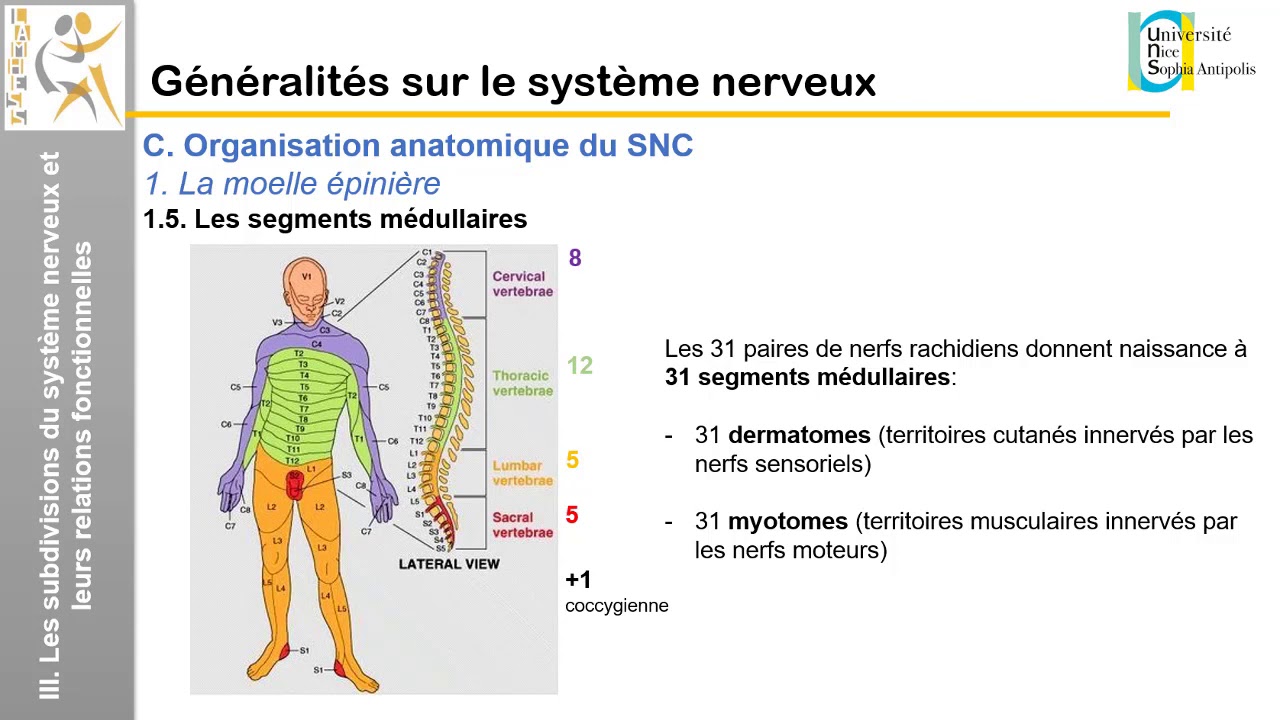 I. Généralités sur le système nerveux: Organisation anatomique du système nerveux central
