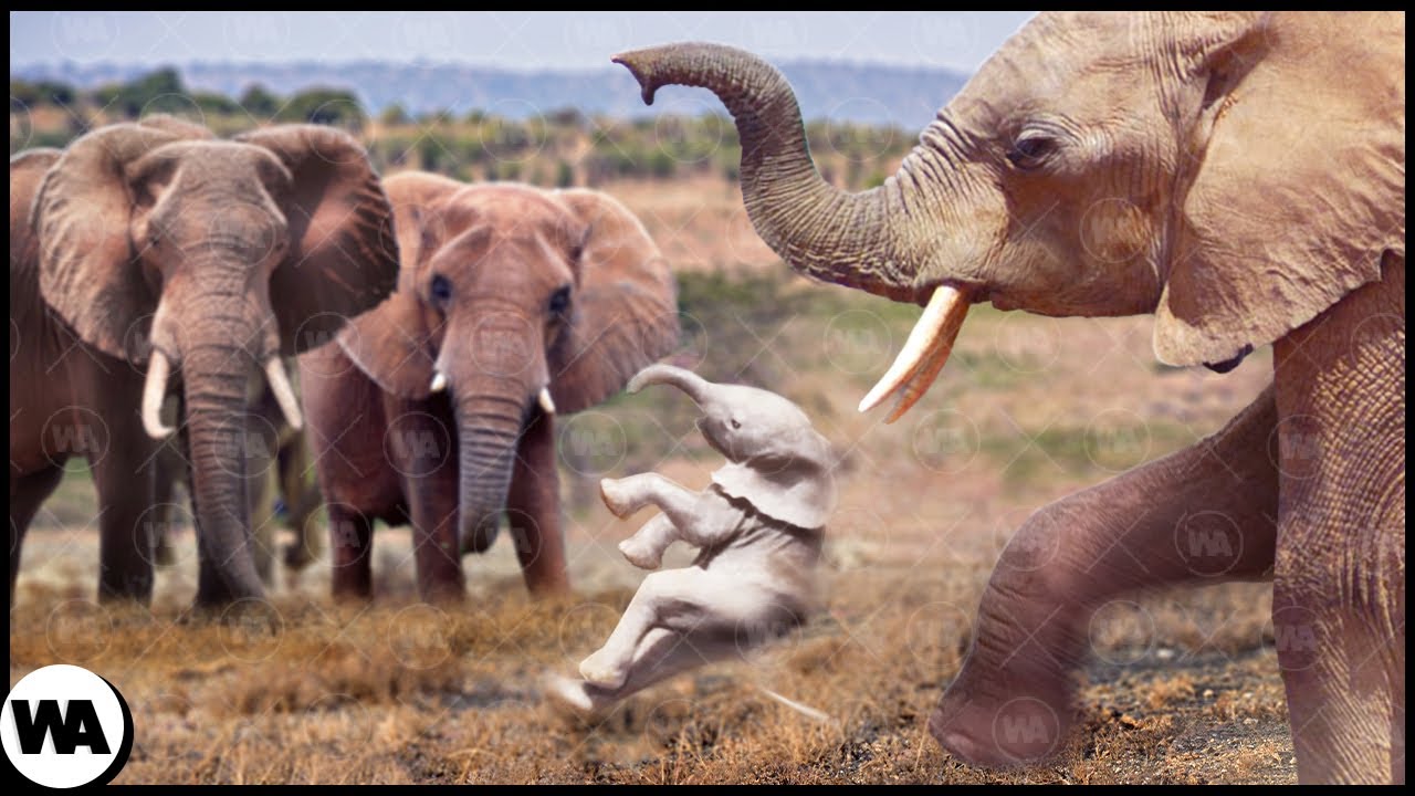 Pourquoi les Animaux Détestent les Albinos ?