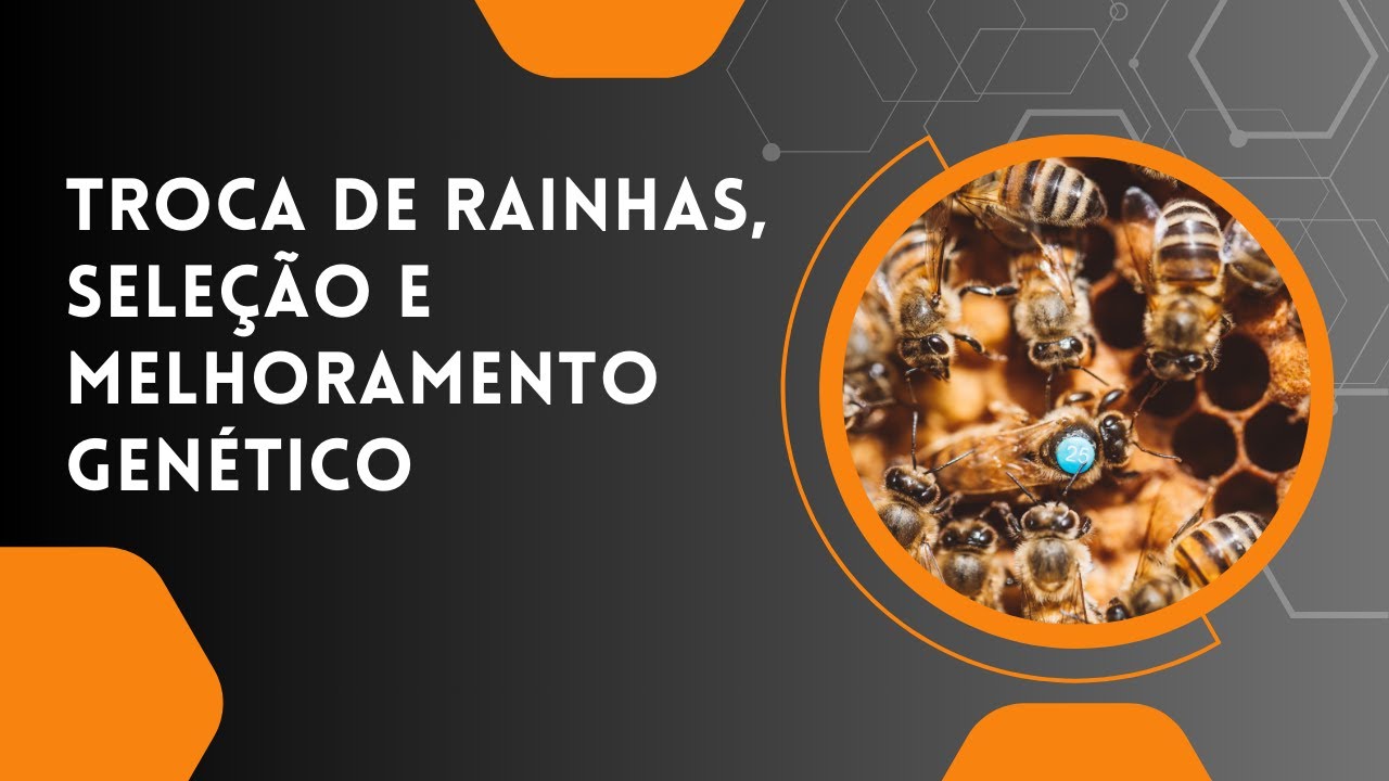 TROCA DE RAINHAS, SELEÇÃO E MELHORAMENTO GENÉTICO - SÉRIE DE LIVES INTEGRAPIS - 7