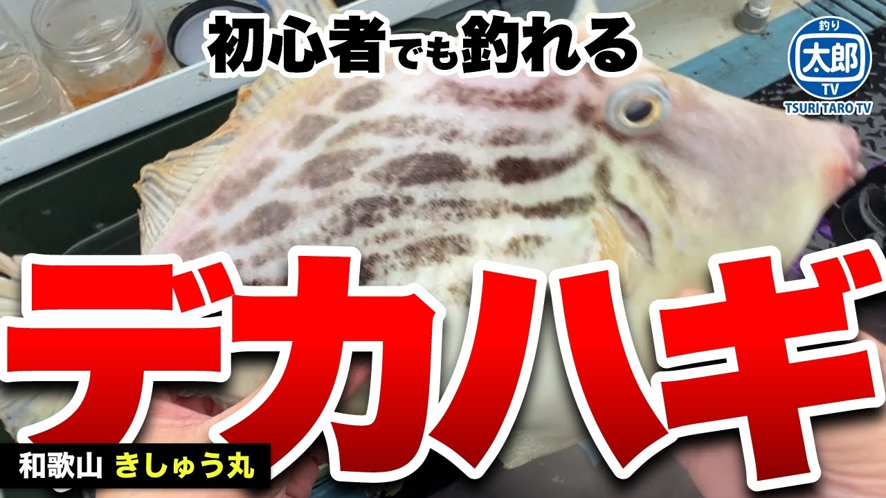 【カワハギ船釣り】この釣り方で肝パンデカハギ釣れました！ #釣り #海釣り #初心者 #カワハギ #和歌山 #加太 #トラギス #ベラ #きしゅう丸 #釣り方
