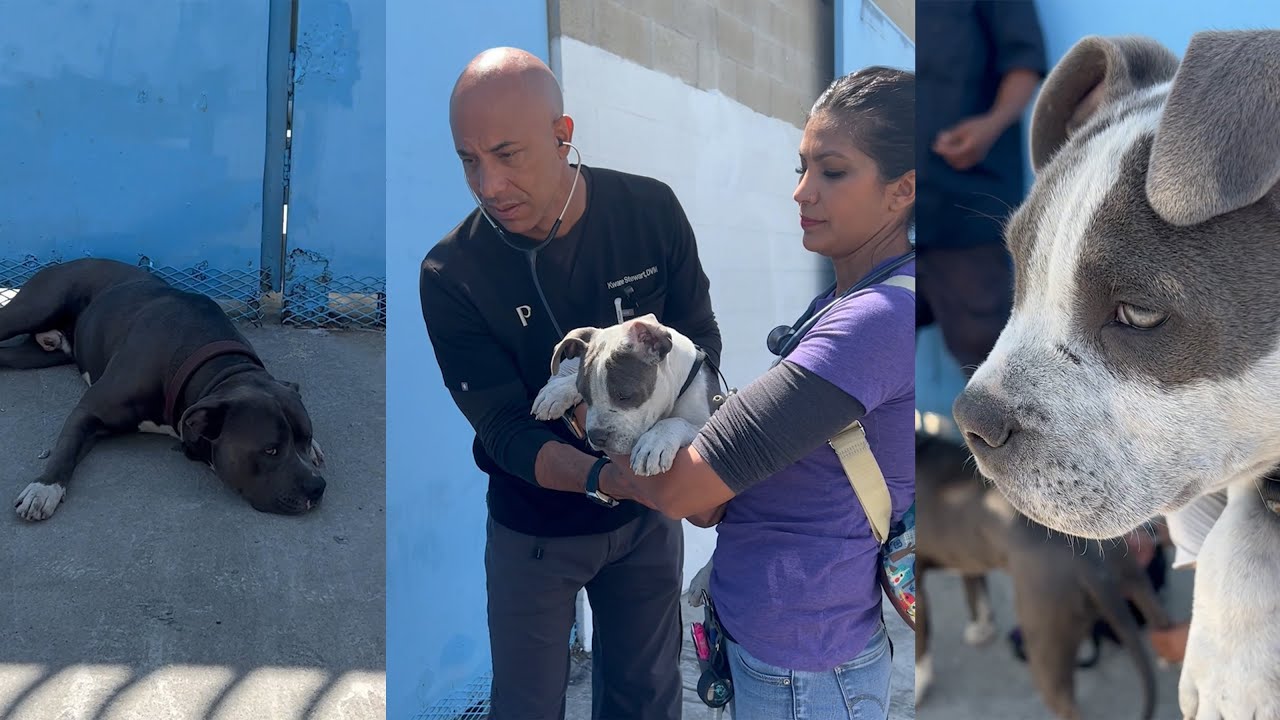 Skid Row Pitbull Family