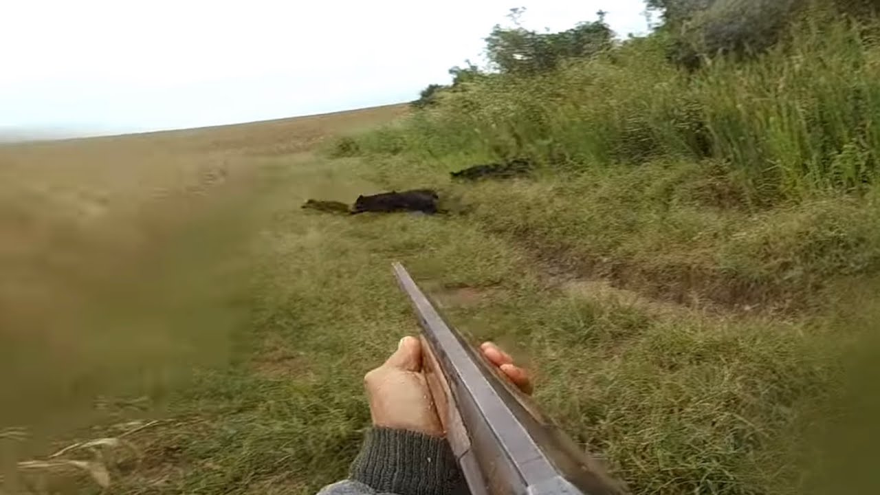 4 controle bem sucedido, porco na palhada, ca&ccedil;a ao javali.