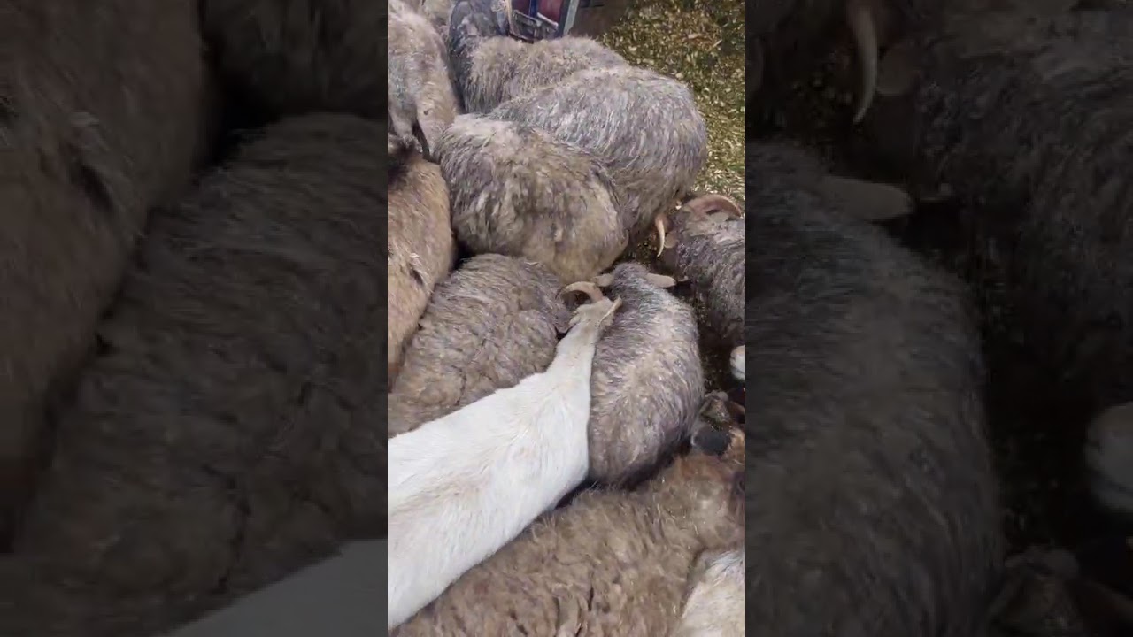 Co kozy I owce jedzą przez okres zimowy 