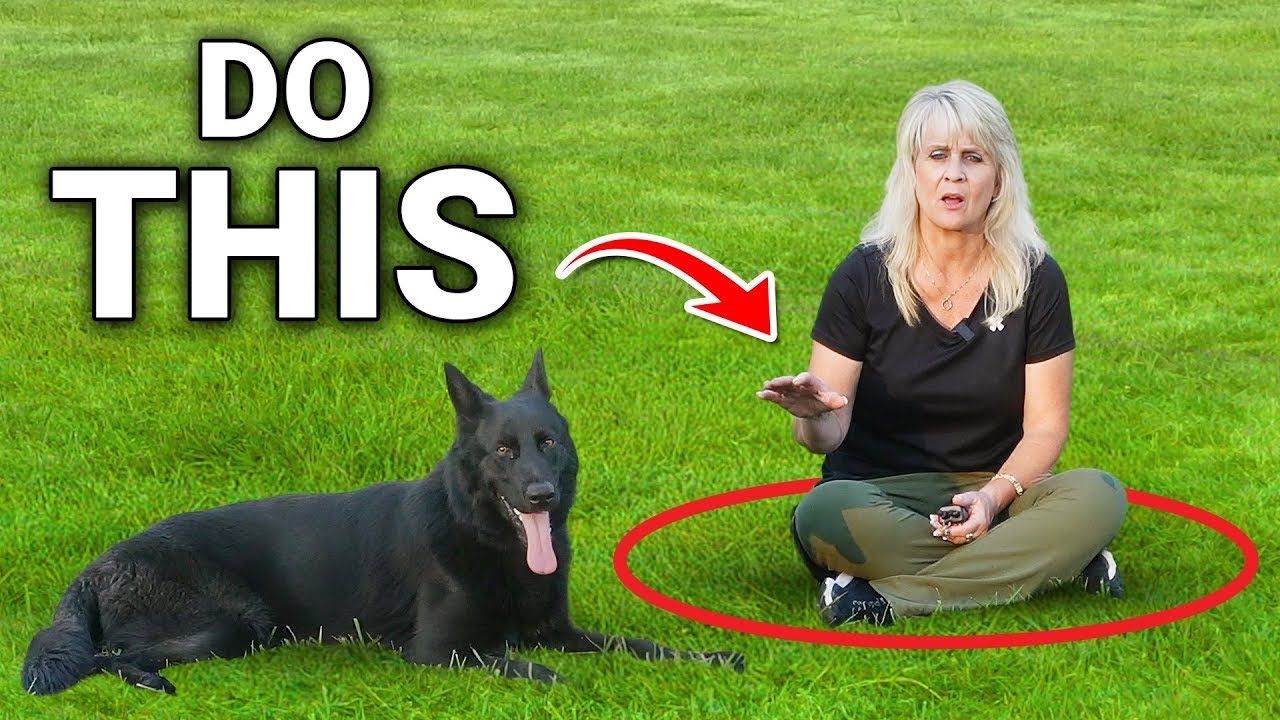 I Taught 1000+ Dogs Personal Space... Here's the Secret