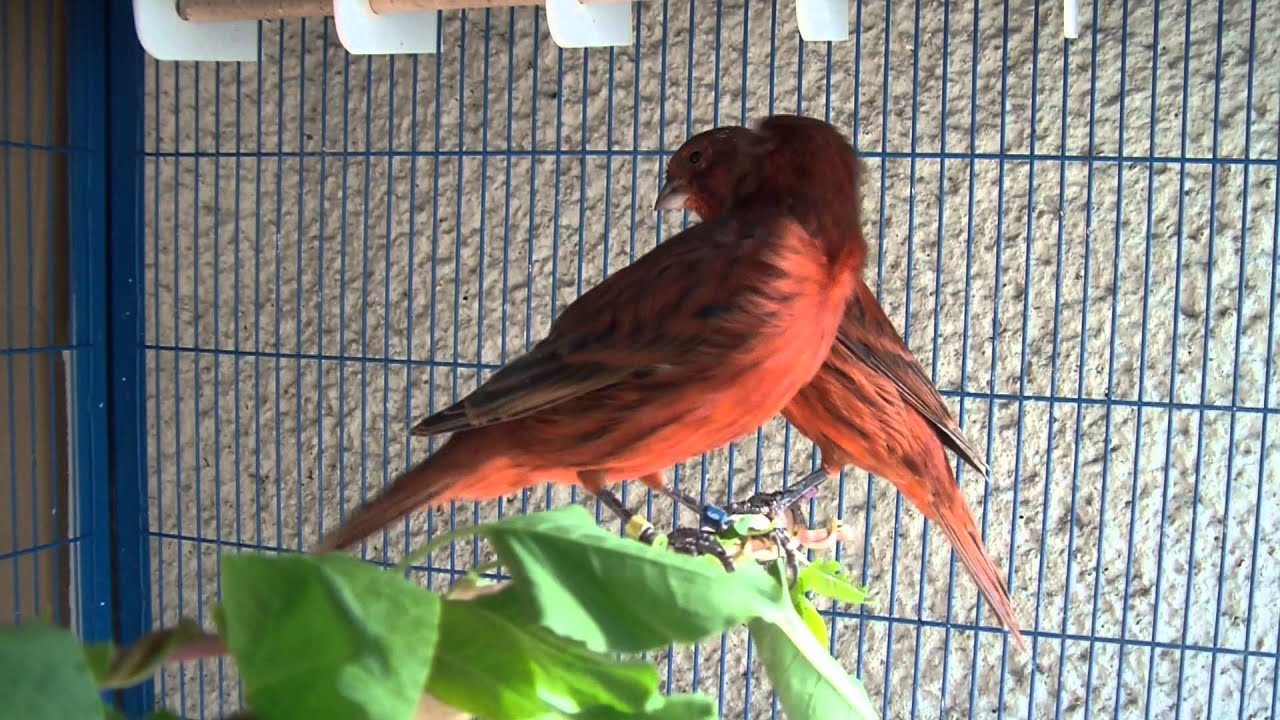 Farbkanarien schwarz rot /Kanarien /Kanarienv&ouml;gel
