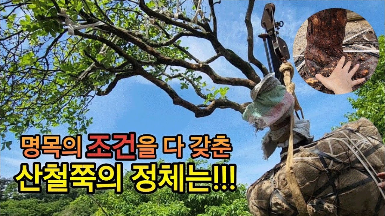 명목의 조건을 다 갖춘~ 보기 힘든 산철쭉! #산철쭉 #연달래 #특수목 #조경수 #철쭉 #임업후계자 #님사랑이야기