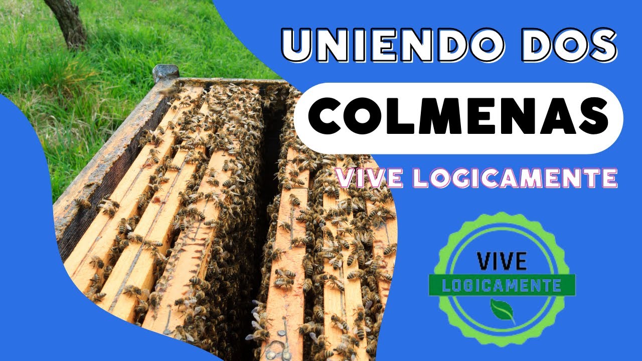 Como unir dos colmenas #vivelogicamente