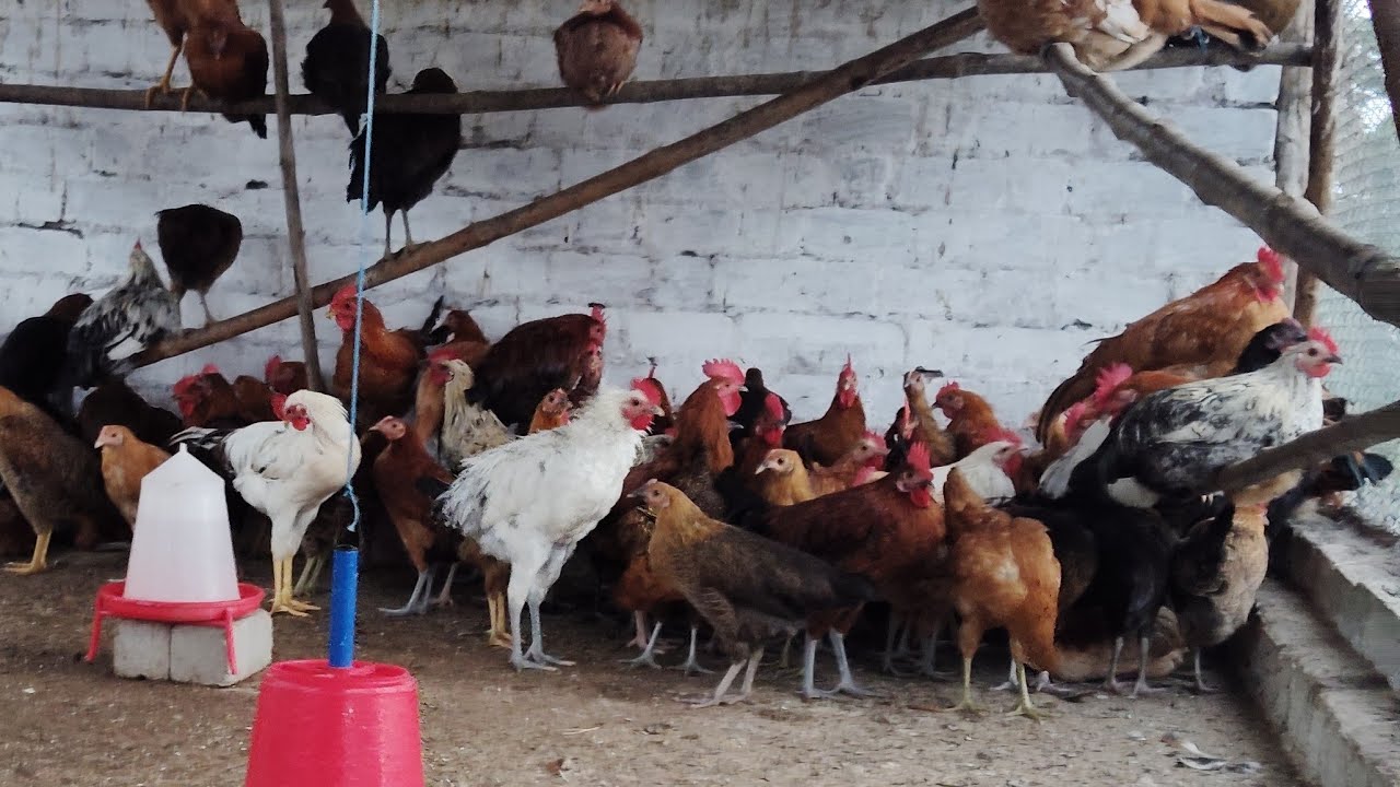 MM VIDEOS MURGA MURGI  is live🐓🐔🐓