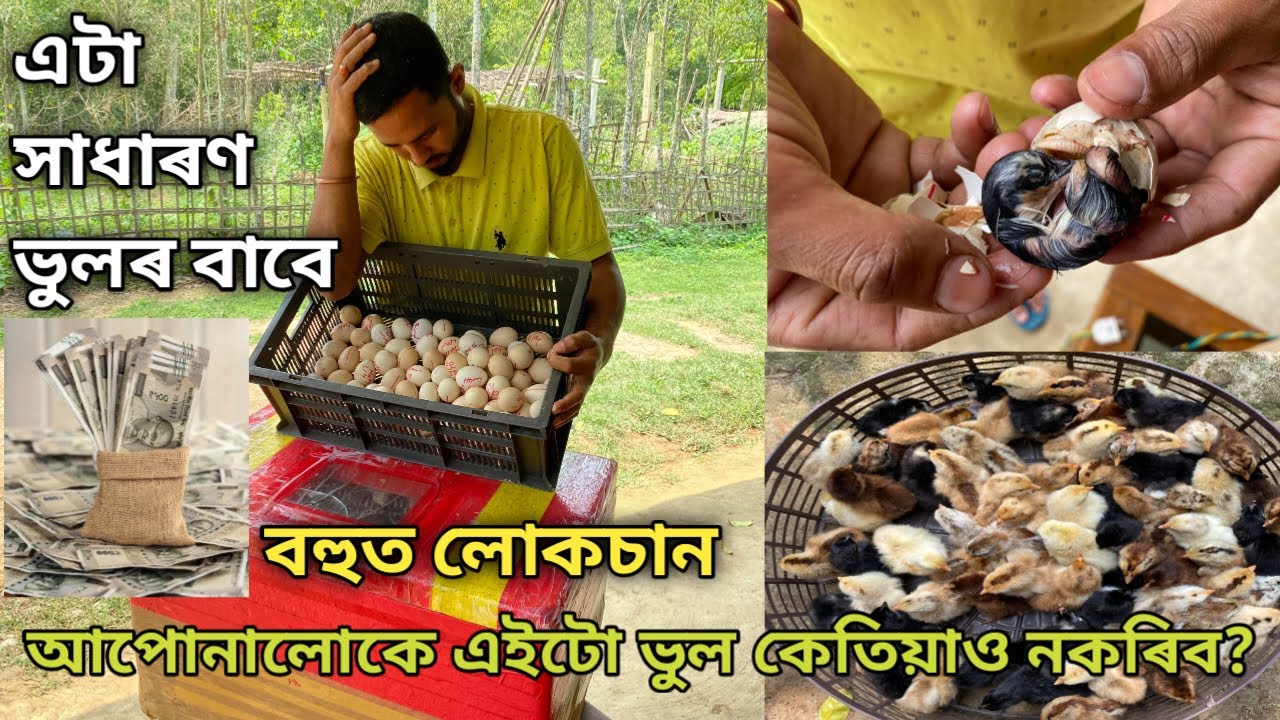 এটা সাধাৰণ ভুলৰ বাবে বহুত লোকচান | আপোনালোকে এইটো ভুল কেতিয়াও নকৰিব?Local Murgi Farm|Local Chicken