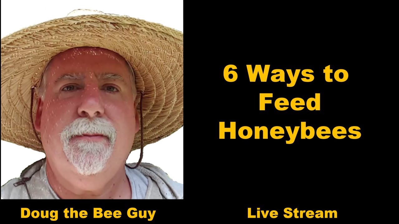 Doug the Bee Guy Live Stream #3 |  6 Ways to Feed Honeybees