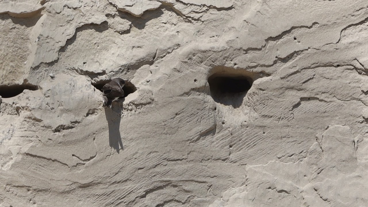 Bank Swallow Ballet