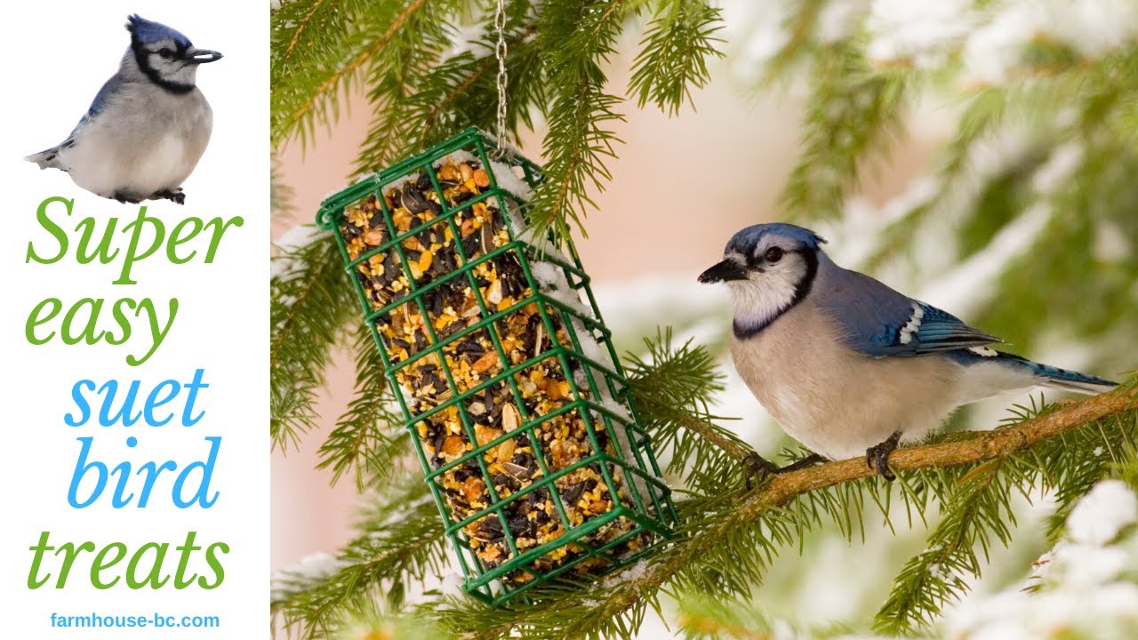 Super easy, DIY suet bird treats