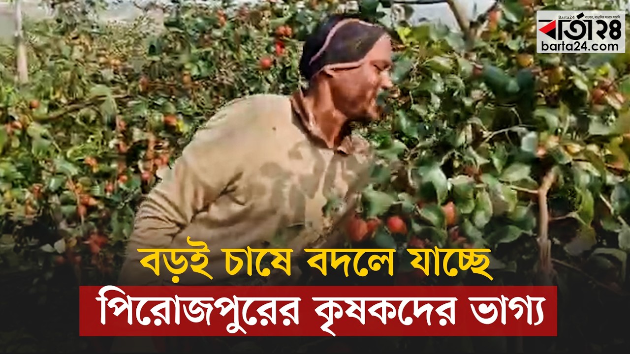 ধান ছেড়ে বড়ই চাষে ঝুঁকছেন পিরোজপুরের কৃষকরা | Barta24