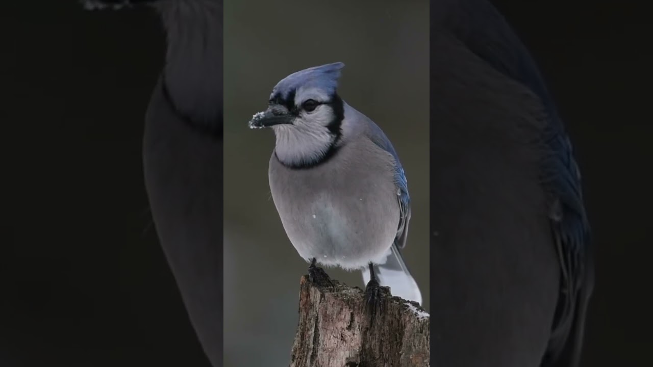 , here are some title ideas:- "Feathered Friends | AI-Generated Bird Video"- 