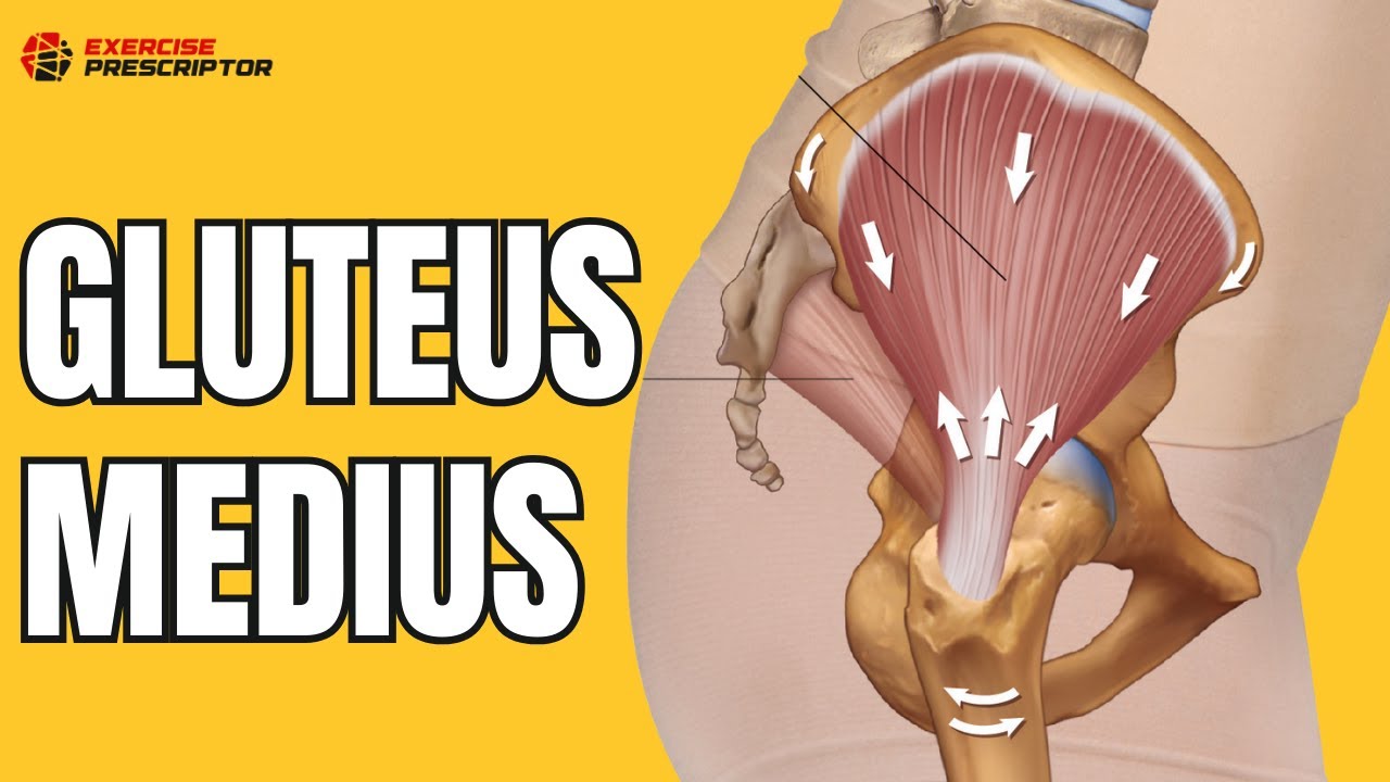 Gluteus Medius anatomy and biomechanics | complete sciences