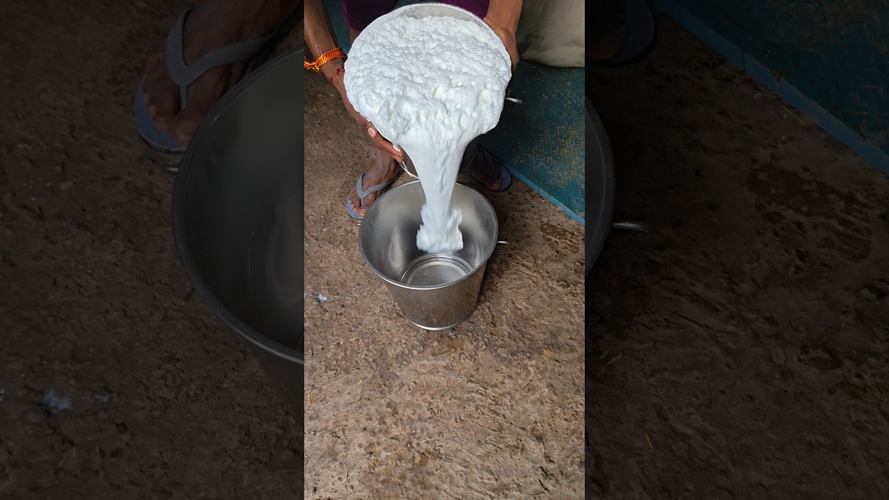 milk and time murrah buffalo cow|| #viralvideo #cow #farming #dairyfarm #milkandtimemurrahbuffalocow