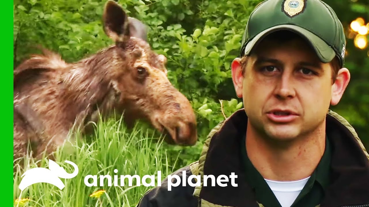 Is This Moose Infected With A Deadly Brain Parasite? | North Woods Law