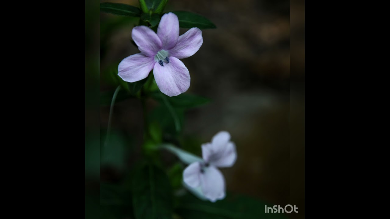 Susunia hills, Bankura, West Bengal