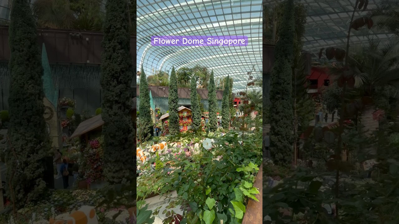 Singapore Flower Dome #singapore #flowerdome #garden #travel #travelvlog #shortsfeed #ytshorts #yt