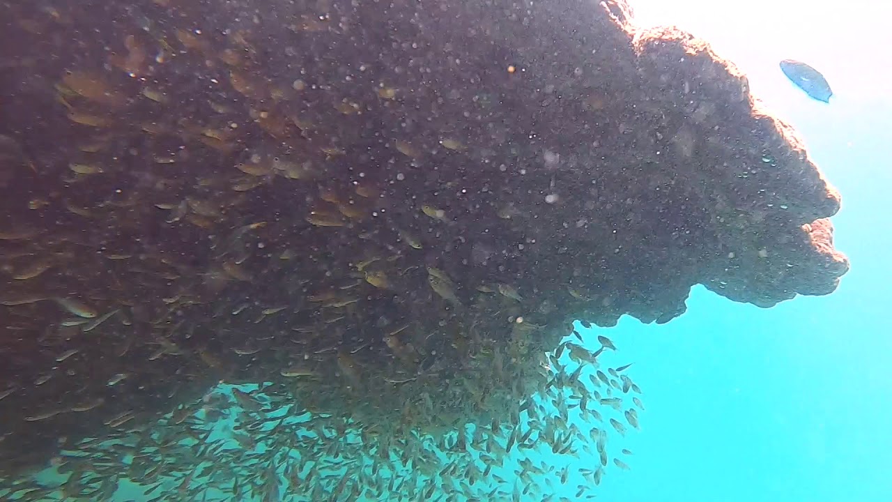 Khao Lak Local Reef Dive