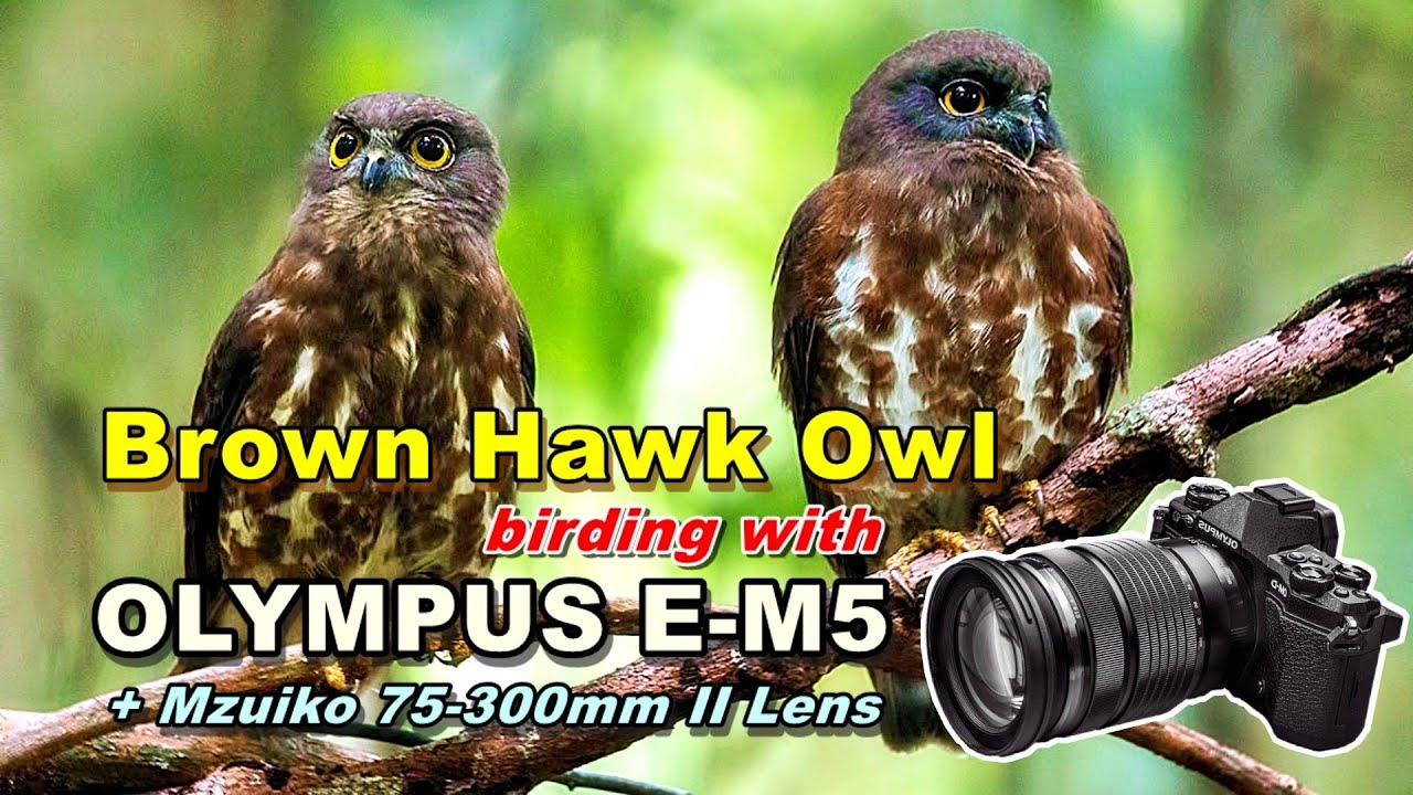 Наблюдение за совами с помощью камеры Olympus EM5 + объектива 75-300 мм II
