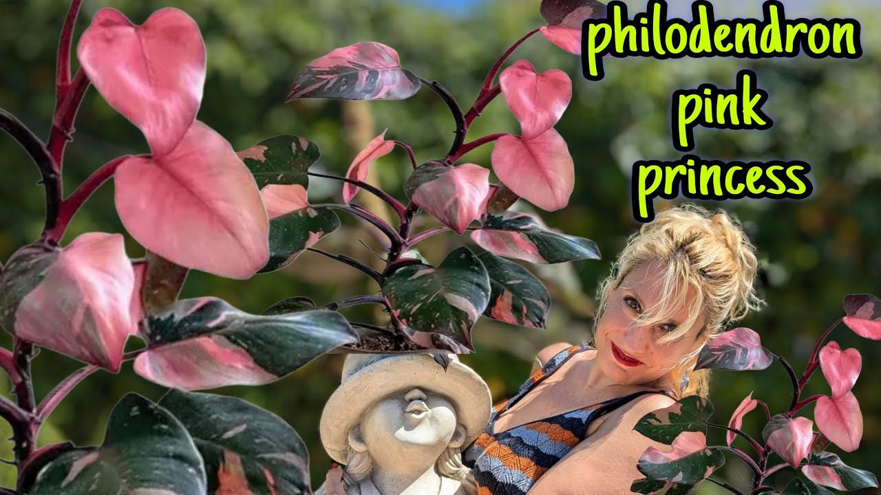philodendron pink Princess CÓMO CUIDARLO ,ESQUEJES