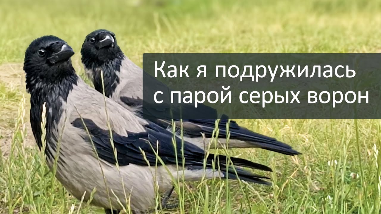 Знакомство с Мамкой и Папкой / Meet hooded crows Ma and Pa
