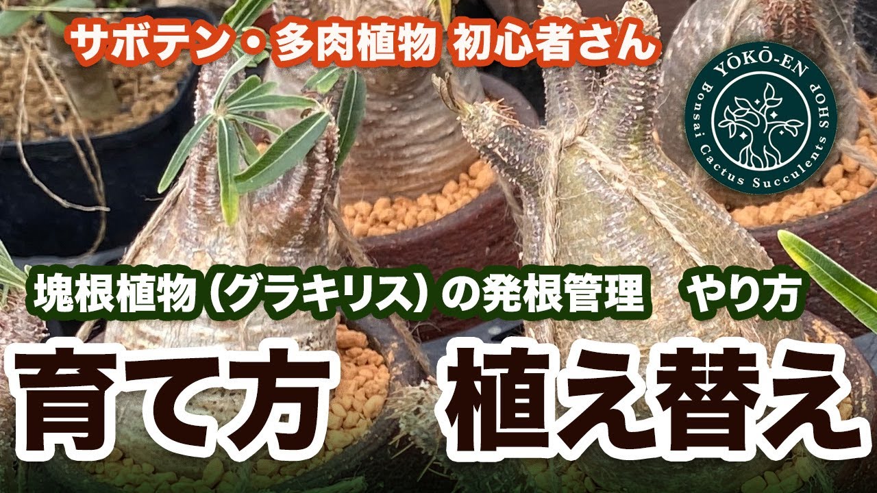 【サボテン・多肉植物】塊根植物・コーデックスの（グラキリス）発根管理・植え替えのやり方