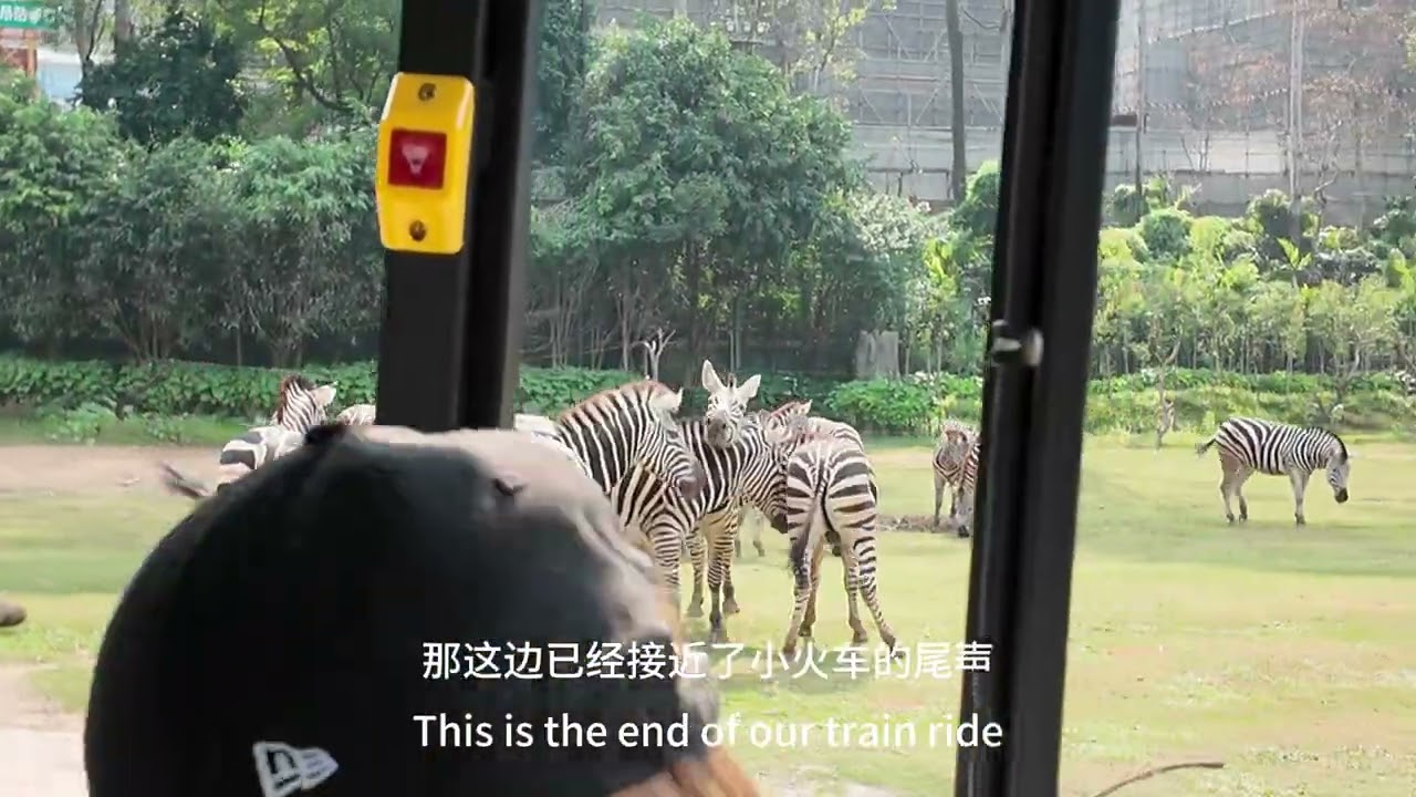 Chimelong Safari Park Part II