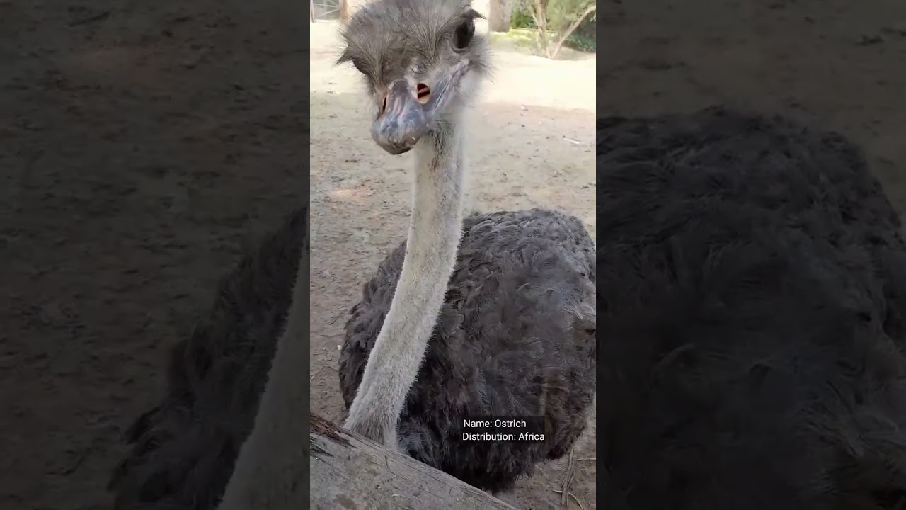 Little jungle zoo kuwait || zoological garden || part 5 || #shorts 01-01-2023