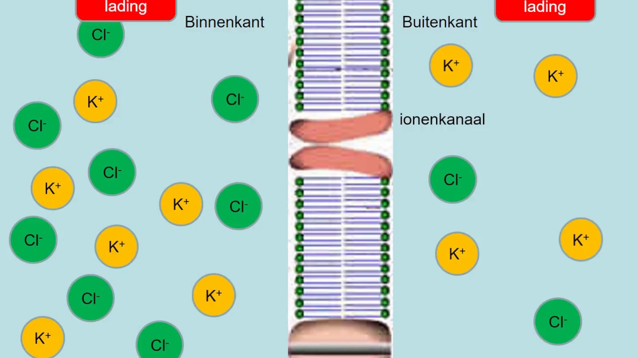 vwo kzBio2  Transport door de celwand