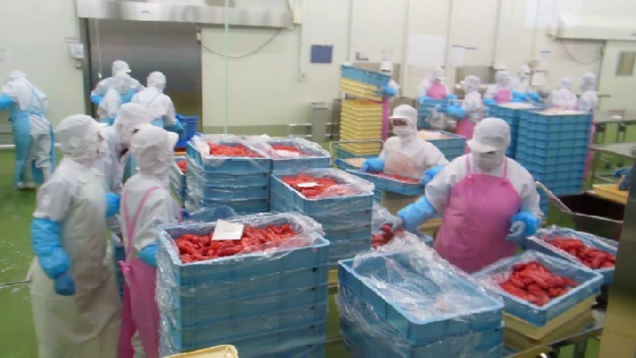 Fish Egg Processing Plant in Japan